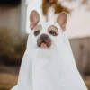 warme Winterjacke für Hunde
