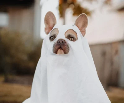 warme Winterjacke für Hunde