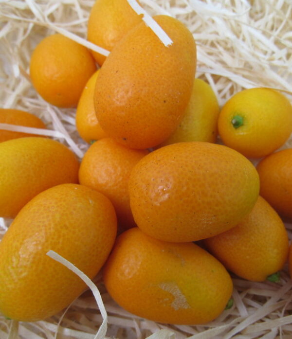 Kumquat