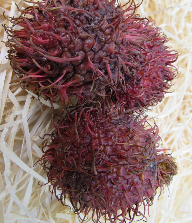 Rambutan