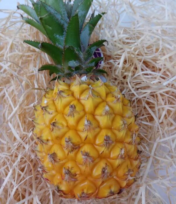 Baby-Ananas