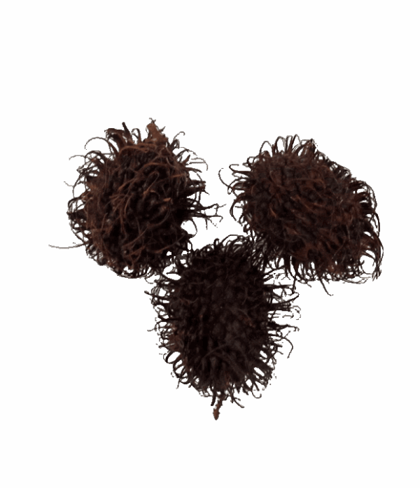 Rambutan