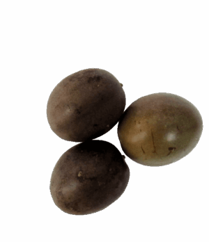 Maracuja