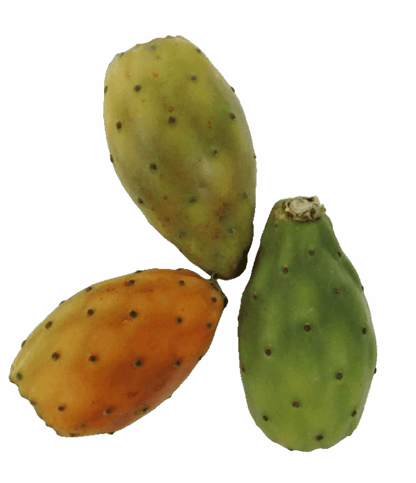Kaktusfeige