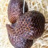 Salak (Schlangenfrucht)