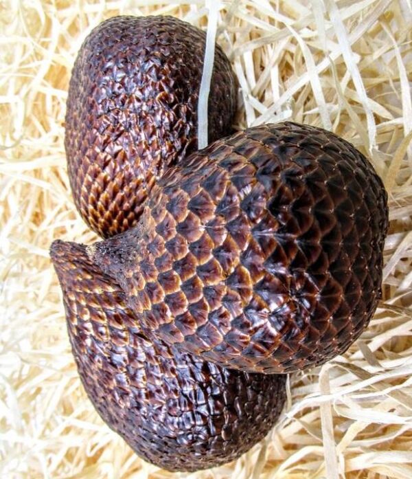 Salak (Schlangenfrucht)