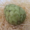 Cherimoya