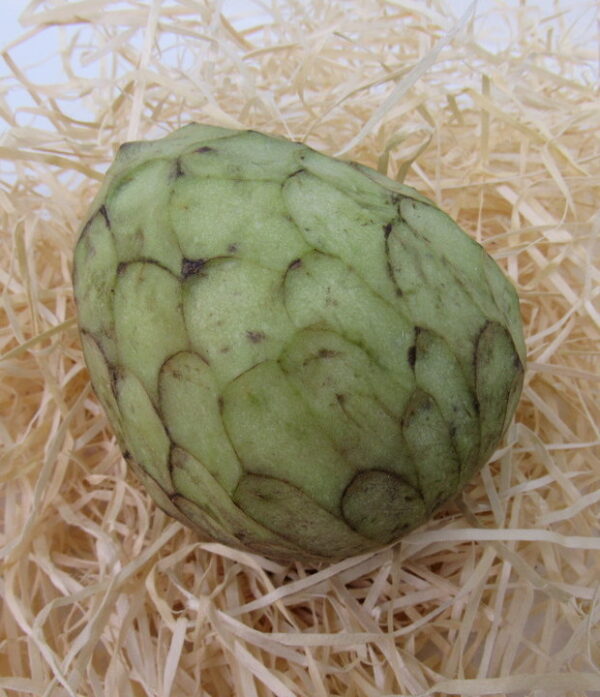 Cherimoya