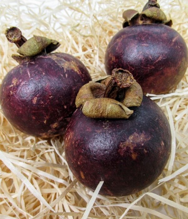 Mangostan
