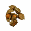 Physalis