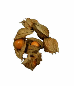 Physalis