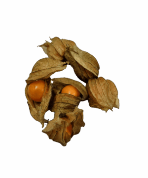 Physalis
