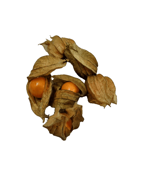 Physalis