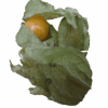 Physalis