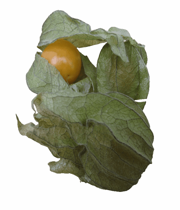Physalis