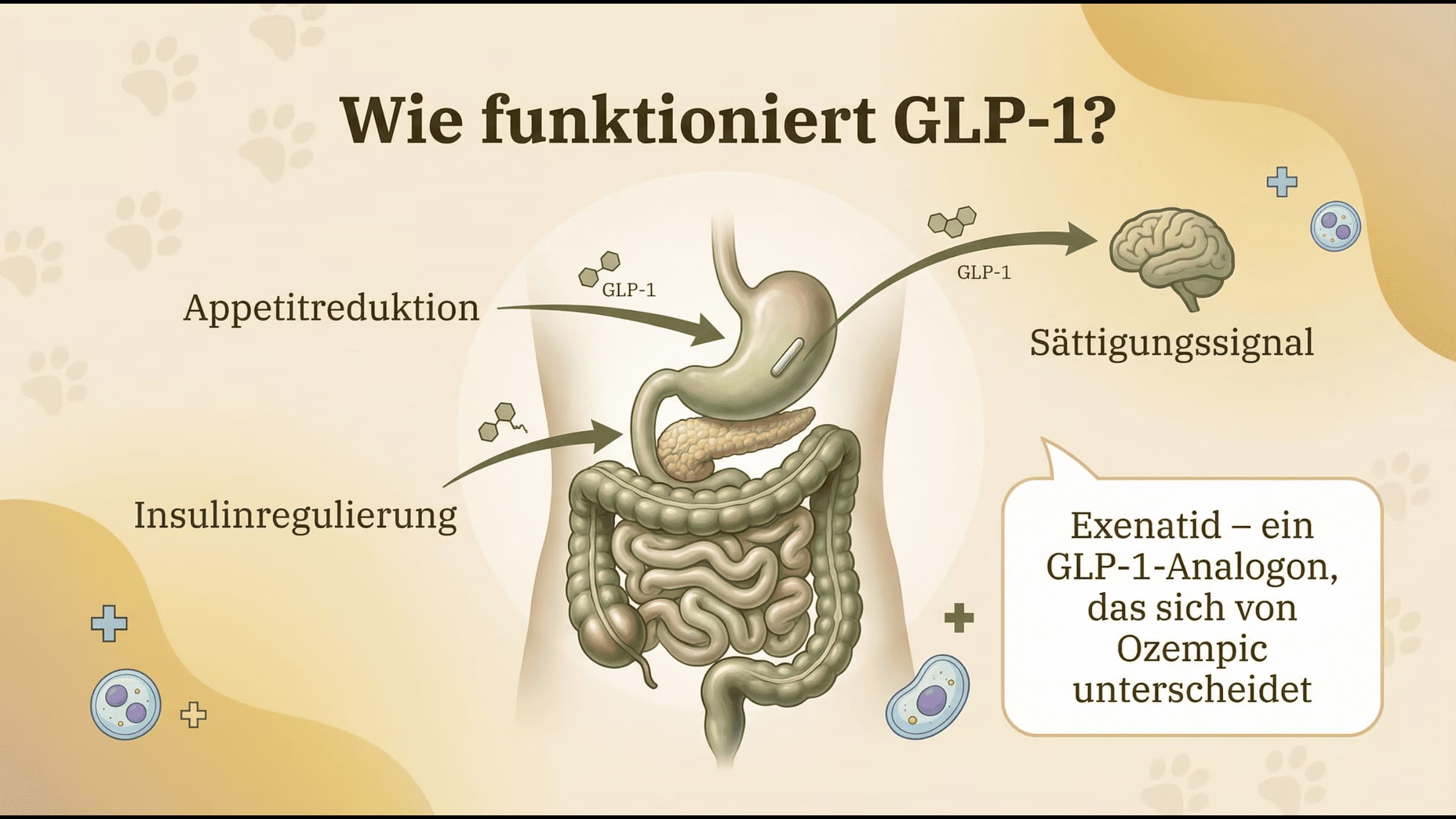 Wie funktioniert GLP-1