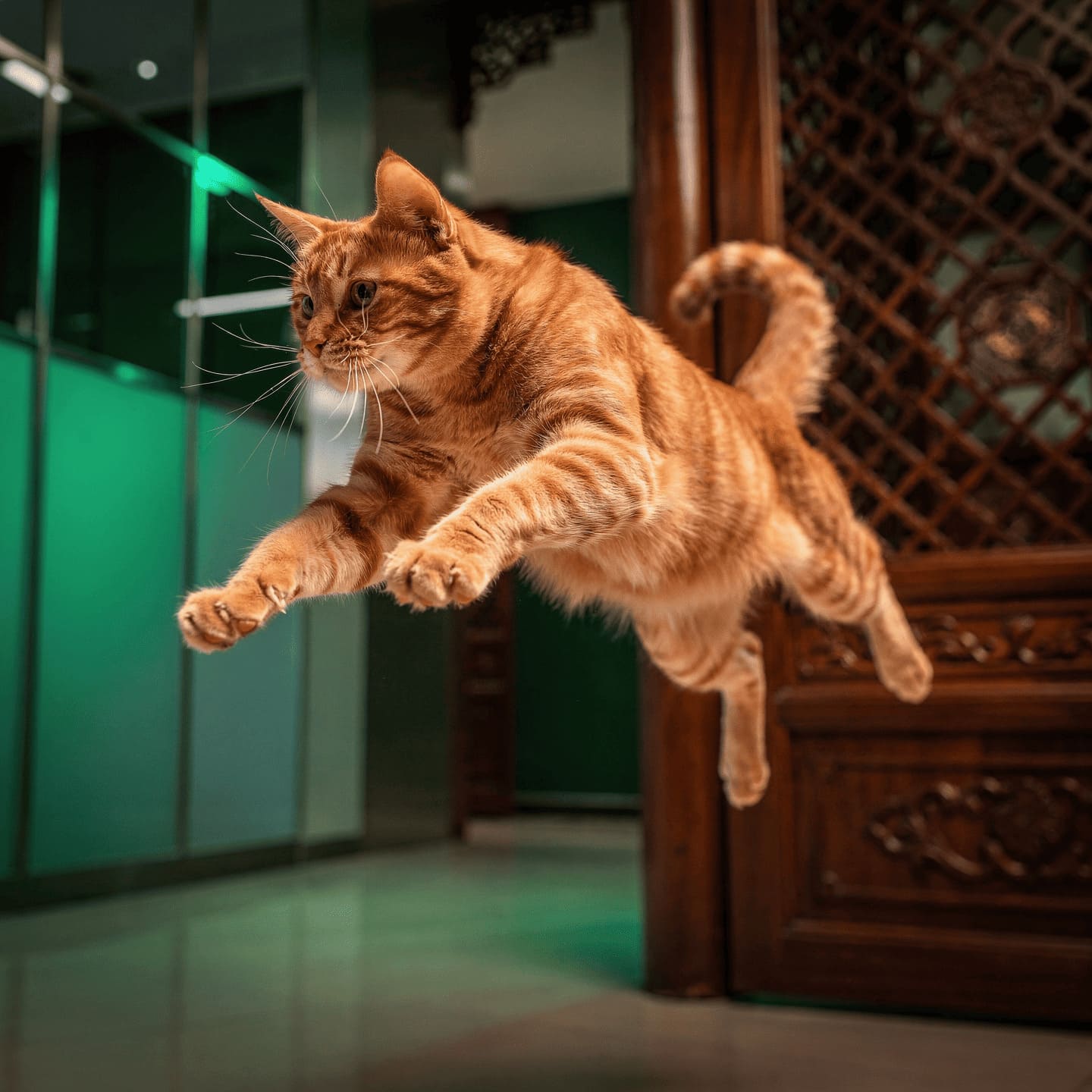 playful cat with water, splashing and having fun